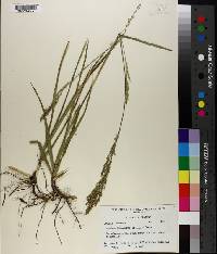 Panicum rhizomatum image