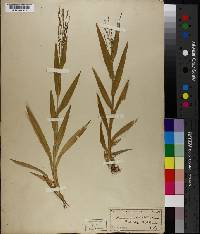 Panicum strictum image