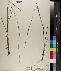 Panicum stenodes image