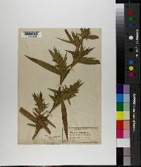 Panicum scoparium image