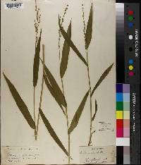 Panicum clandestinum image