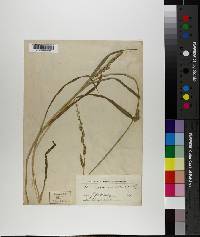 Echinochloa colona image