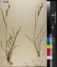 Echinochloa colona image