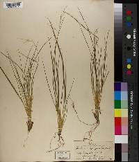 Panicum depauperatum image