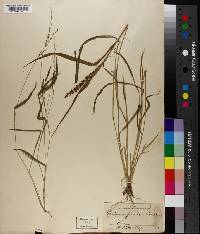 Urochloa fusca image