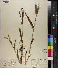 Urochloa fusca image