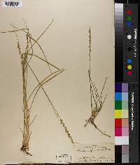 Panicum reverchonii image