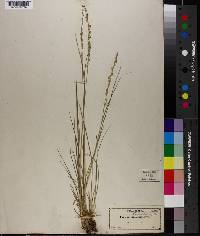 Panicum reverchonii image