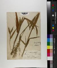 Panicum scoparium image