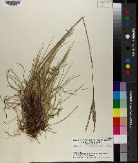 Paspalum notatum var. saurae image