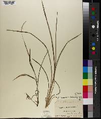 Paspalum setaceum var. villosissimum image