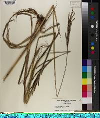 Paspalum urvillei image