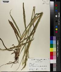 Paspalum urvillei image