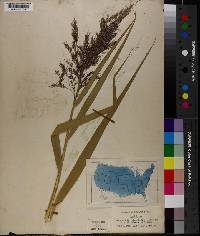 Phragmites vulgaris image