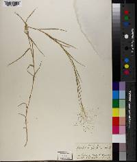 Muhlenbergia asperifolia image