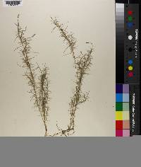 Muhlenbergia utilis image