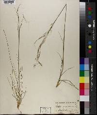 Stipa avenacea image