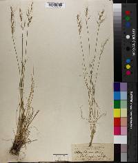 Image of Stipa hassei