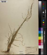 Stipa setigera image