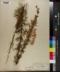 Gilia coronopifolia image