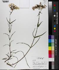 Phlox pilosa image