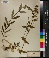 Phlox maculata subsp. pyramidalis image