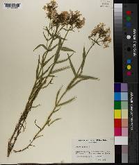 Phlox pilosa image