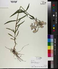 Phlox pilosa image