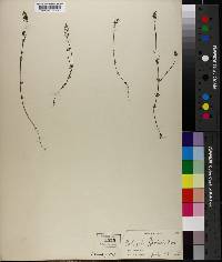 Polygala hookeri image