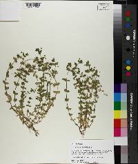 Lysimachia arvensis image