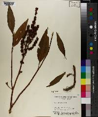 Rumex altissimus image