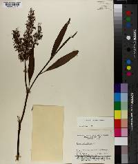 Rumex verticillatus image