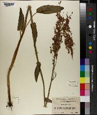 Rumex acetosa image