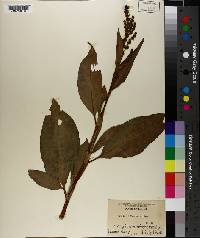 Rumex altissimus image