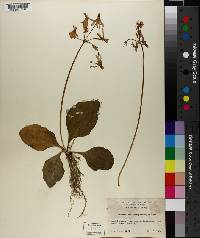 Primula fassettii image