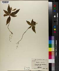 Trientalis borealis image