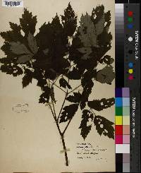 Actaea alba image