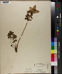 Aquilegia coerulea image