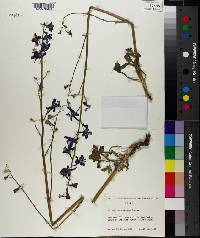 Delphinium scaposum image