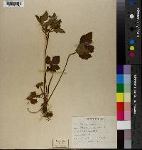 Ranunculus recurvatus image