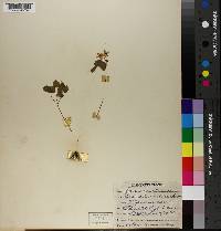 Thalictrum clavatum image