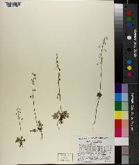 Thalictrum alpinum image