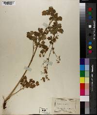 Thalictrum polycarpum image