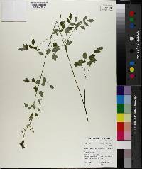 Thalictrum dasycarpum image