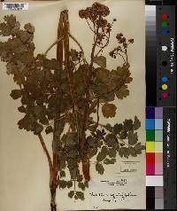 Thalictrum aquilegiifolium image