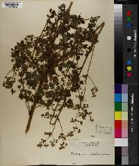 Thalictrum delavayi image