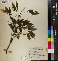 Xanthorhiza apiifolia image
