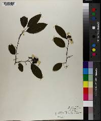 Berchemia scandens image