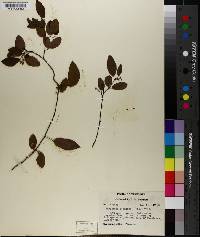 Berchemia scandens image