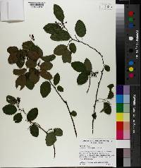 Berchemia scandens image